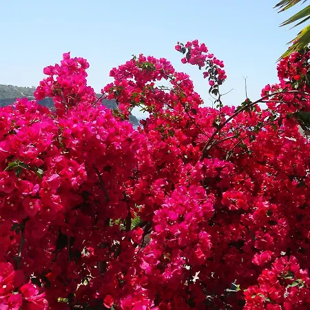 Ionian View Apartamento